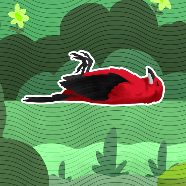 Ave morta após colisão com vidro