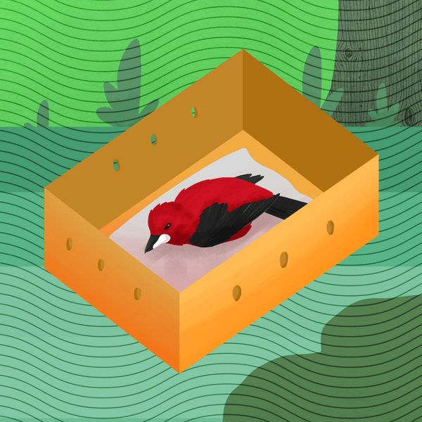 Ave viva após colisão com vidro