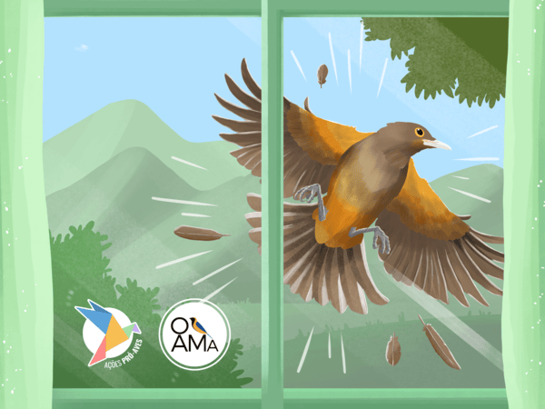 Ave em frente a uma vidraça refletindo a paisagem