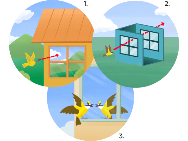 Reflexo no vidro confundindo o voo de aves